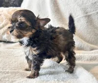 Lilly  Tiny , a female Yorkshire Terrier for sale in Tampa, FL – 7 of 10