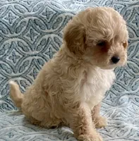 Marley Toy F1b , a male Cavapoo and Poodle - Toy  for sale in Tampa, FL – 9 of 10