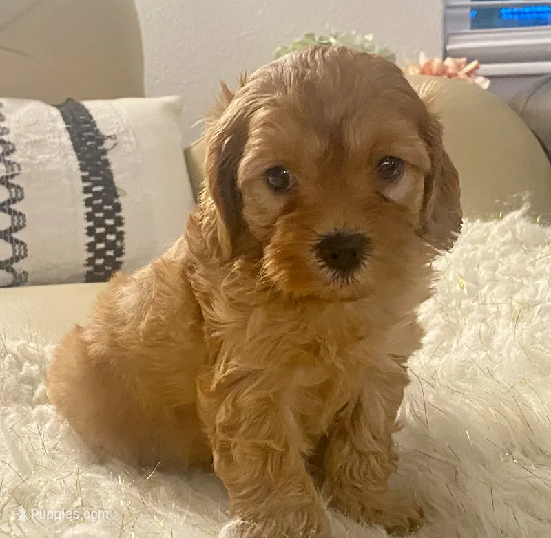 Tucker Toy F1b – Cavapoo, Poodle - Toy  puppy for sale in Tampa, FL
