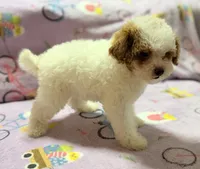 Mattie , a female Maltipoo and Poodle - Toy  for sale in Tampa, FL – 8 of 10