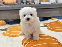 Buffy, a female Maltipoo and Maltese for sale in Tampa, FL – 10 of 10