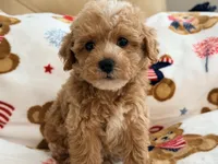 Rivaldo, a male Maltipoo and Poodle - Toy  for sale in Tampa, FL – 3 of 10