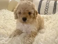 Noelle Toy F1b , a female Cavapoo and Poodle - Toy  for sale in Tampa, FL – 6 of 9