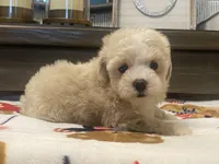 Belshy, a female Maltipoo and Poodle - Toy  for sale in Tampa, FL – 6 of 10