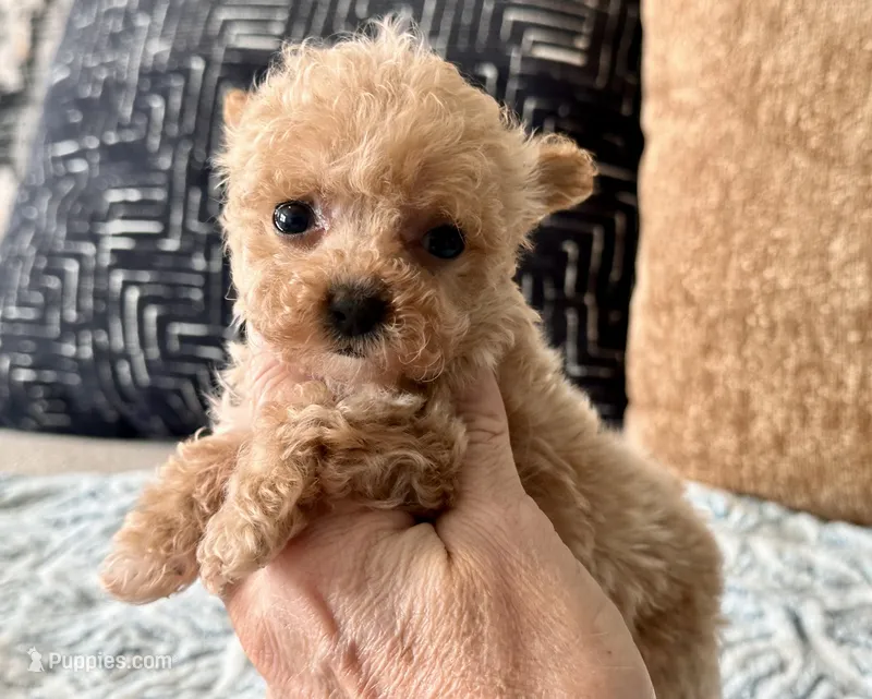 Misa  Extra Tiny  – Maltipoo, Poodle - Toy  puppy for sale in Tampa, FL