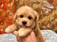 Loki, a male Maltipoo and Poodle - Toy  for sale in Tampa, FL – 9 of 10