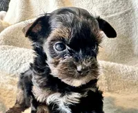 Meeko Tiny, a male Yorkshire Terrier for sale in Tampa, FL – 5 of 10