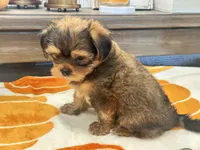 Archie , a male Yorkshire Terrier and Shorkie for sale in Tampa, FL – 7 of 10