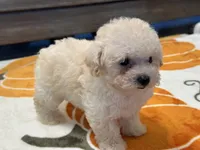 Lily, a female Maltipoo and Poodle - Toy  for sale in Tampa, FL – 10 of 10