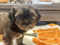 Lu Lu , a female Yorkshire Terrier and Shorkie for sale in Tampa, FL – 7 of 10