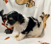 Emily, a female Yorkshire Terrier and Morkie for sale in Tampa, FL – 2 of 10