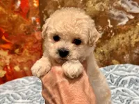 Chloe , a female Maltipoo and Poodle - Toy  for sale in Tampa, FL – 9 of 9