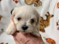 Ally , a female Yorkshire Terrier and Morkie for sale in Tampa, FL – 6 of 9