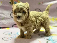 Messi , a male Maltipoo and Poodle - Toy  for sale in Tampa, FL – 6 of 10