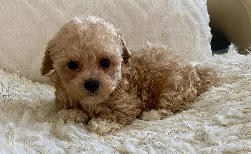 Bailey – Maltipoo, Poodle - Toy  puppy for sale in Tampa, FL