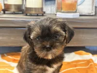 Lu Lu , a female Yorkshire Terrier and Shorkie for sale in Tampa, FL – 4 of 10