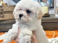 Lulu  Tiny , a female Maltipoo and Poodle - Toy  for sale in Tampa, FL – 5 of 10