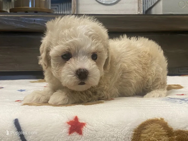 Belshy – Maltipoo, Poodle - Toy  puppy for sale in Tampa, FL