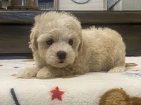 Belshy, a female Maltipoo and Poodle - Toy  for sale in Tampa, FL – 1 of 10