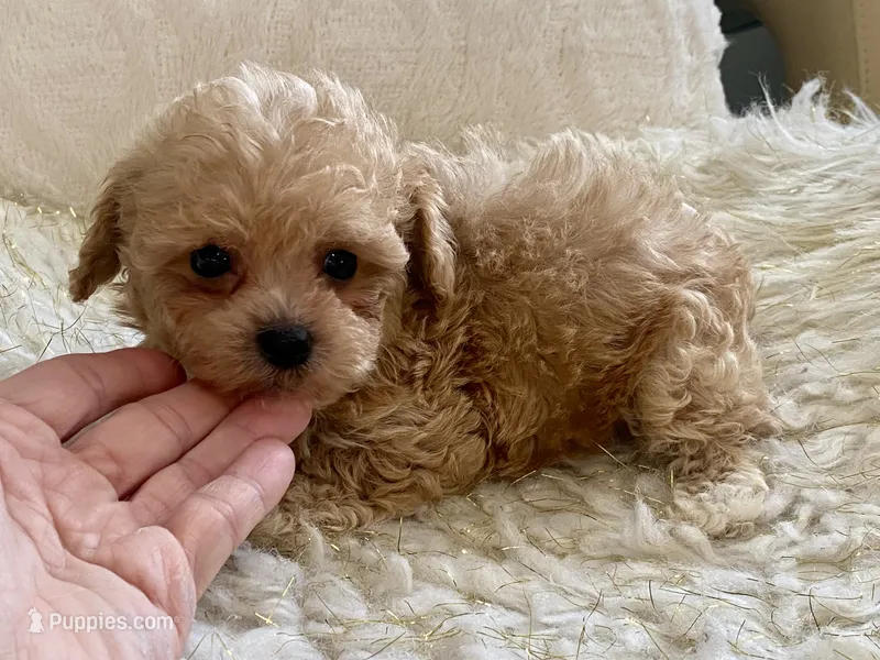 Bailey – Maltipoo, Poodle - Toy  puppy for sale in Tampa, FL