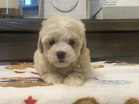Belshy, a female Maltipoo and Poodle - Toy  for sale in Tampa, FL – 10 of 10
