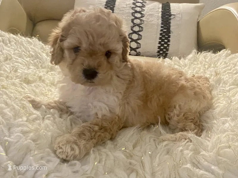 Noelle Toy F1b  – Cavapoo, Poodle - Toy  puppy for sale in Tampa, FL