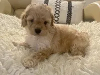 Noelle Toy F1b , a female Cavapoo and Poodle - Toy  for sale in Tampa, FL – 1 of 9