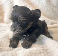Lola  Tiny, a female Yorkshire Terrier for sale in Tampa, FL – 7 of 10