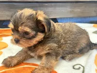 Archie , a male Yorkshire Terrier and Shorkie for sale in Tampa, FL – 4 of 10