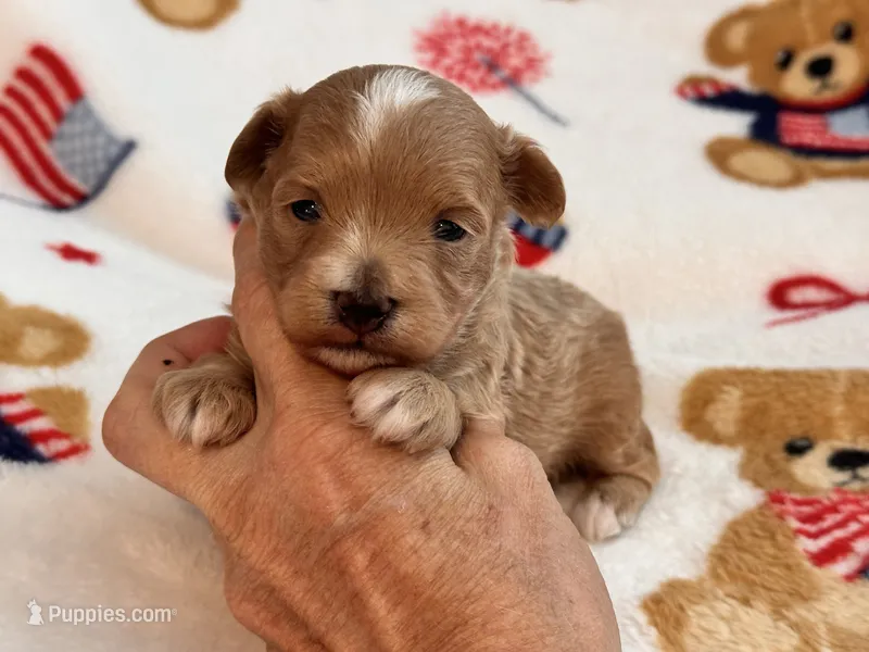 Jazzy  – Maltipoo, Poodle - Toy  puppy for sale in Tampa, FL