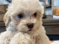 Charlie Green Eyes , a male Maltipoo and Poodle - Toy  for sale in Tampa, FL – 10 of 10