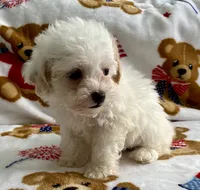 Shelby, a female Maltipoo and Poodle - Toy  for sale in Tampa, FL – 5 of 9