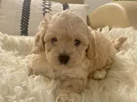 Marley, a male Cavapoo and Poodle - Toy  for sale in Tampa, FL – 9 of 10