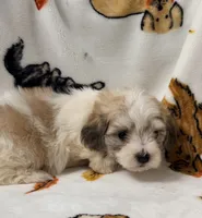 Piper , a female Yorkshire Terrier and Morkie for sale in Tampa, FL – 10 of 10