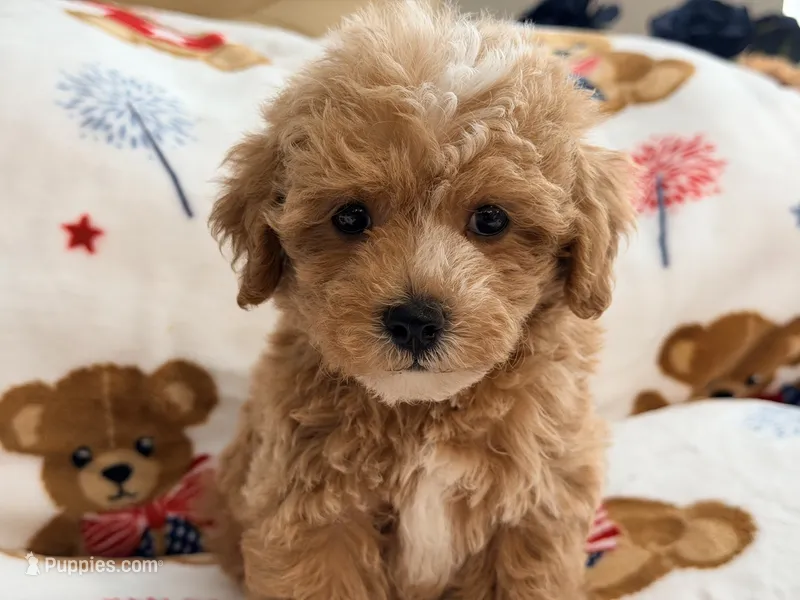 Rivaldo – Maltipoo, Poodle - Toy  puppy for sale in Tampa, FL