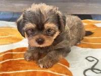 Archie , a male Yorkshire Terrier and Shorkie for sale in Tampa, FL – 5 of 10