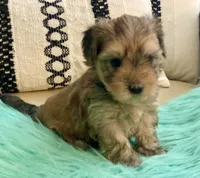 Helix, a male Yorkshire Terrier and Morkie for sale in Tampa, FL – Photo 7 of 10