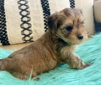 Helix, a male Yorkshire Terrier and Morkie for sale in Tampa, FL – Photo 8 of 10