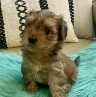 Helix, a male Yorkshire Terrier and Morkie for sale in Tampa, FL – Photo 2 of 10