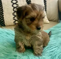 Helix, a male Yorkshire Terrier and Morkie for sale in Tampa, FL – Photo 4 of 10