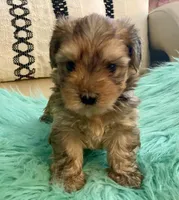 Helix, a male Yorkshire Terrier and Morkie for sale in Tampa, FL – Photo 5 of 10