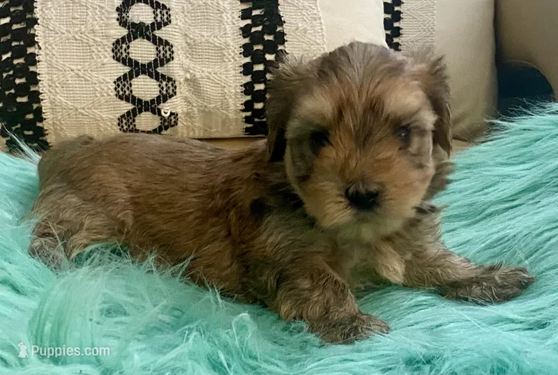 Helix, a male Yorkshire Terrier and Morkie for sale in Tampa, FL – Photo 1 of 10
