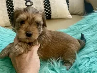 Helix, a male Yorkshire Terrier and Morkie for sale in Tampa, FL – Photo 10 of 10