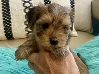 Helix, a male Yorkshire Terrier and Morkie for sale in Tampa, FL – Photo 3 of 10