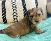 Helix, a male Yorkshire Terrier and Morkie for sale in Tampa, FL – Photo 9 of 10