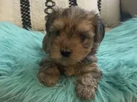 Helix, a male Yorkshire Terrier and Morkie for sale in Tampa, FL – Photo 6 of 10