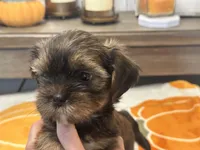 Lu Lu , a female Yorkshire Terrier and Shorkie for sale in Tampa, FL – 3 of 10