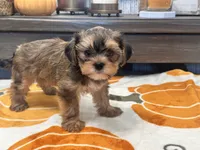 Coco , a female Yorkshire Terrier and Shorkie for sale in Tampa, FL – 7 of 9