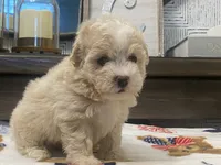 Scooter, a male Maltipoo and Poodle - Toy  for sale in Tampa, FL – 7 of 10