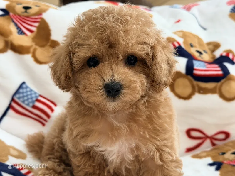 Pickles  – Maltipoo, Poodle - Toy  puppy for sale in Tampa, FL